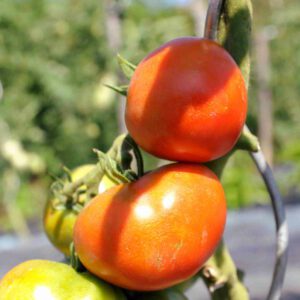 Les tomates du Relais