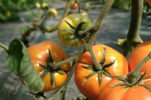 Le potager en 2022. Les tomates murissent