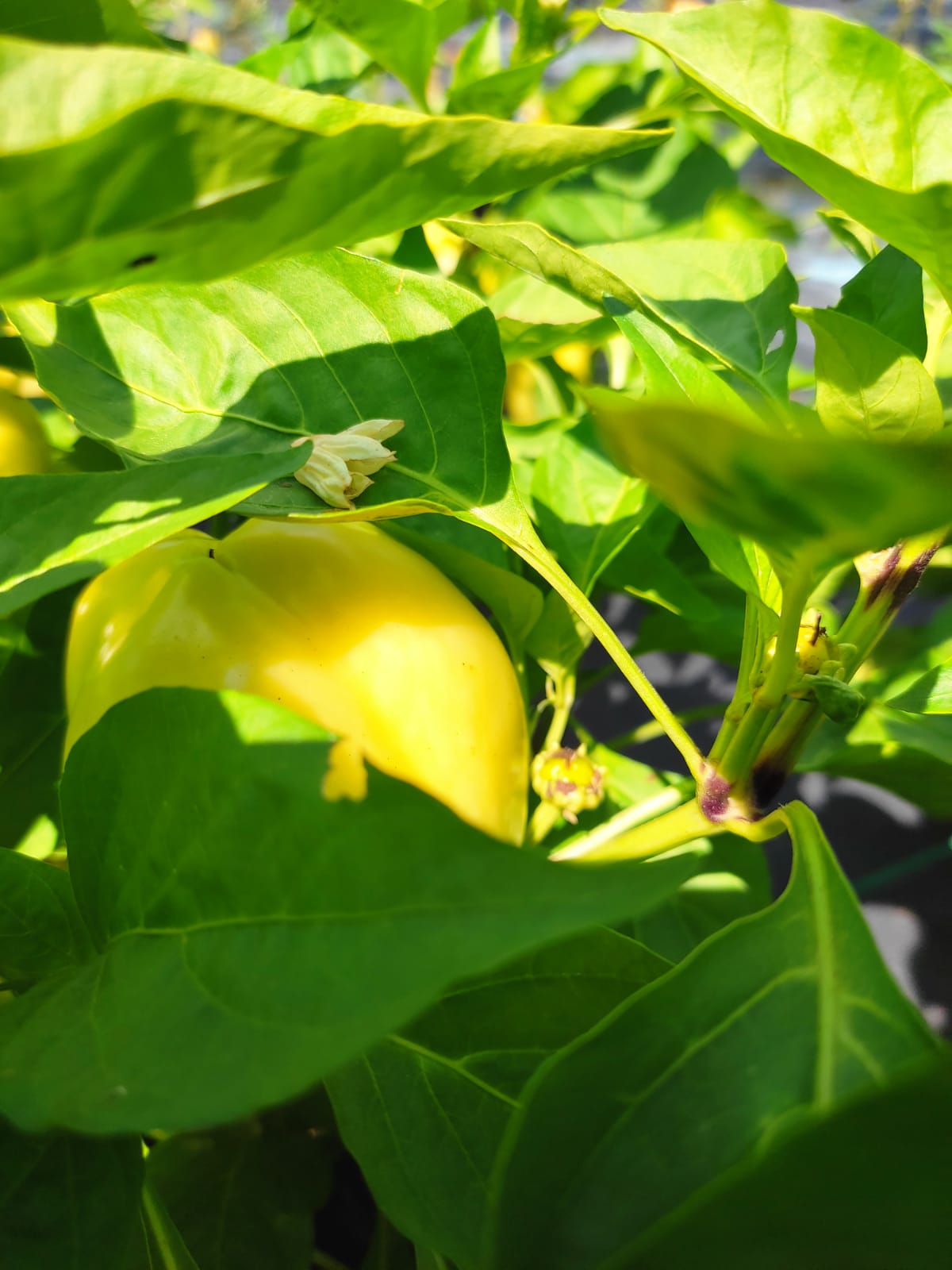 Le potager en 2022. Ici des tomates jaunes