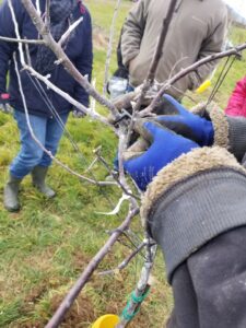 Atelier taille et entretien d'un verger. Ici on utilise un écarteur pour former une branche de l'arbre