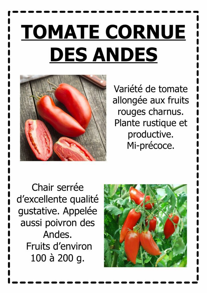 Tomate Cornue des andes