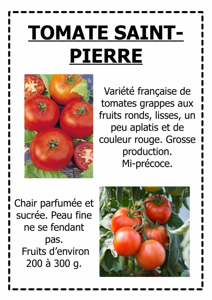 Tomate Saint-pierre