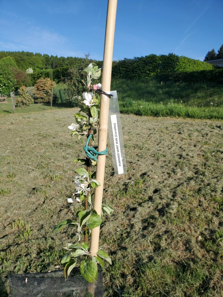 Troisième illustration de la fiche de plantation du Relais